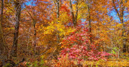 Vibrant autumn forest with trees displaying bright red, orange, and yellow leaves against a clear blue sky.