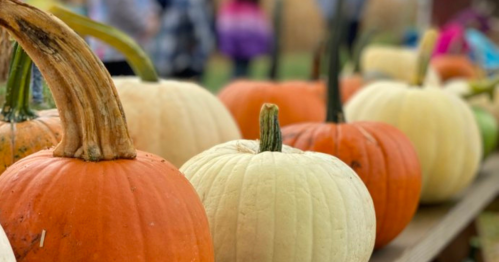 A variety of pumpkins in orange and white colors displayed on a wooden table at a pumpkin patch.