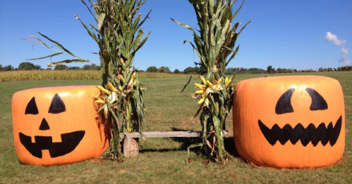 Two large carved pumpkins with Halloween faces, flanked by corn stalks, set against a clear blue sky and green field.
