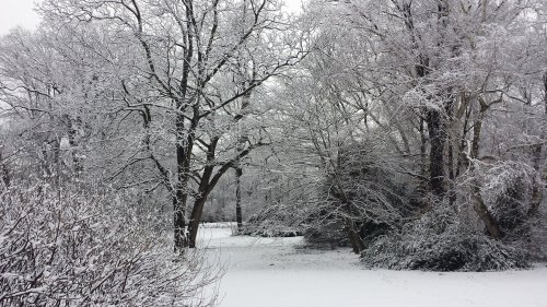 A serene winter landscape with snow-covered trees and a white blanket of snow on the ground.