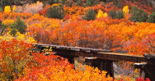 A wooden bridge stretches over vibrant autumn foliage in shades of orange, yellow, and red.