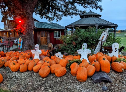 A festive scene with white ghost decorations among bright orange pumpkins near a gazebo and rustic buildings.
