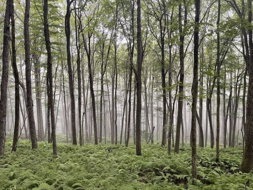A misty forest with tall trees and lush green ferns covering the ground, creating a serene, tranquil atmosphere.