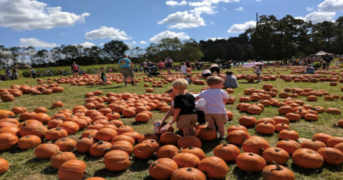 Two children walk through a pumpkin patch filled with pumpkins under a bright blue sky and fluffy white clouds.
