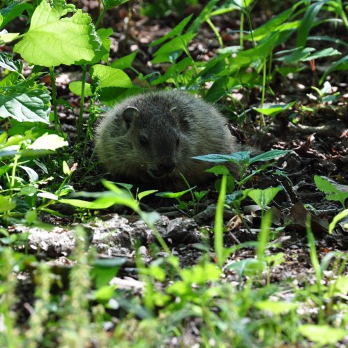 A small rodent sits among green foliage and rocks in a natural setting.