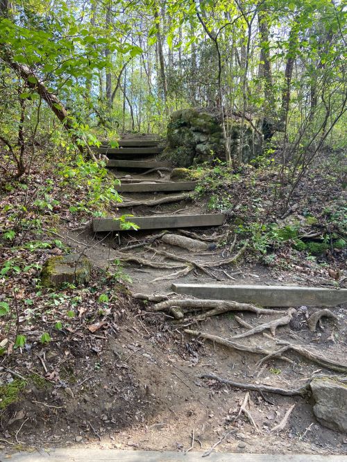Stone steps lead up a forested path, surrounded by greenery and tree roots.