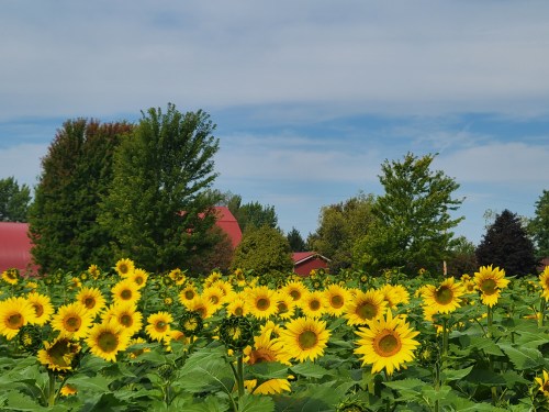 A vibrant field of sunflowers with a red barn and trees in the background under a blue sky.