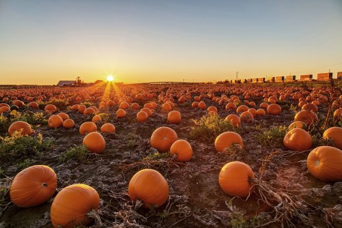 A pumpkin field at sunset, with numerous bright orange pumpkins scattered across the landscape.