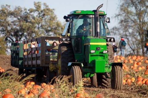 A green tractor pulls a cart through a pumpkin field, with people picking pumpkins in the background.