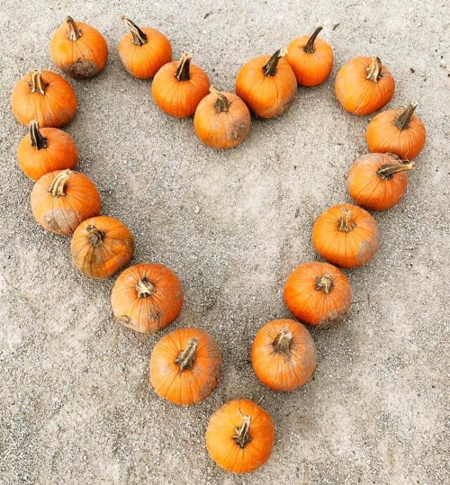 A heart shape made of small orange pumpkins arranged on a sandy surface.