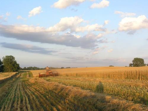 A tractor harvesting wheat in a golden field under a blue sky with fluffy clouds.