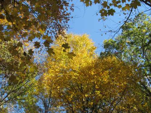 A vibrant canopy of autumn leaves in shades of yellow and green against a clear blue sky.