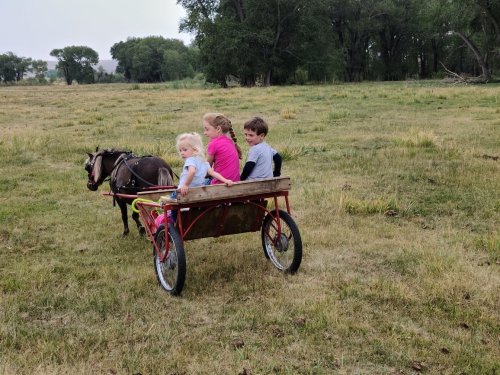 Three children sit in a small cart pulled by a pony, surrounded by a grassy field and trees in the background.