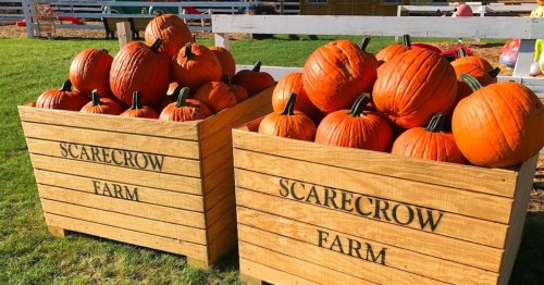 Two wooden crates filled with bright orange pumpkins at Scarecrow Farm, set in a grassy outdoor area.