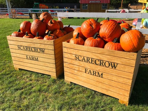 Two wooden crates filled with bright orange pumpkins, labeled "Scarecrow Farm," set on green grass.