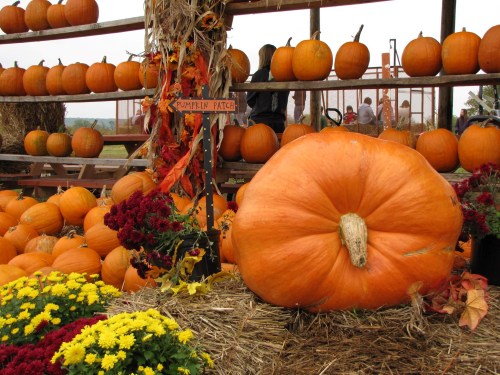 A large orange pumpkin in a patch surrounded by smaller pumpkins and colorful flowers on hay bales.