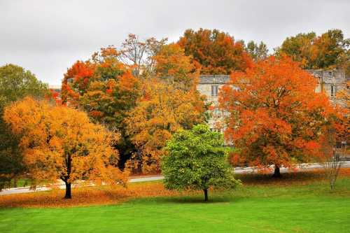 Colorful autumn trees with orange and yellow leaves, set against a cloudy sky and a grassy area.