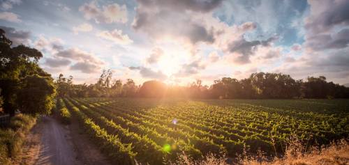 A scenic vineyard at sunset, with rows of grapevines under a colorful sky filled with clouds.