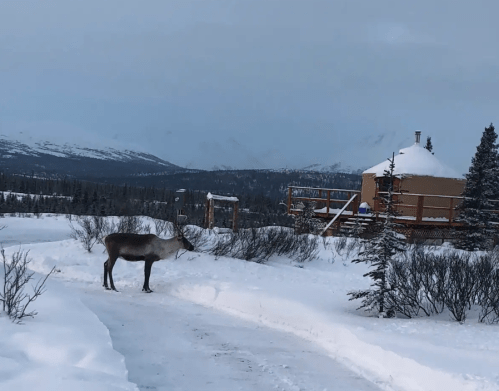 A reindeer stands on a snowy path near a wooden yurt, surrounded by trees and mountains in the background.