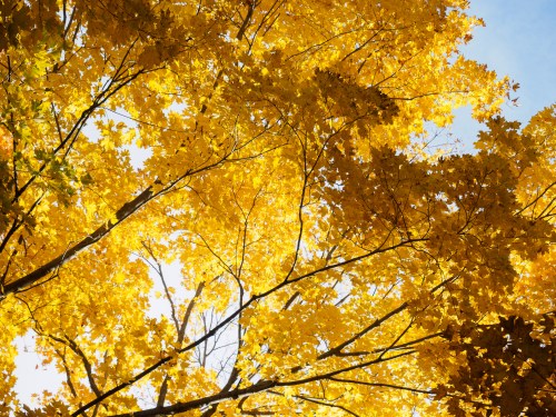 Bright yellow autumn leaves against a clear blue sky, creating a vibrant canopy of color.