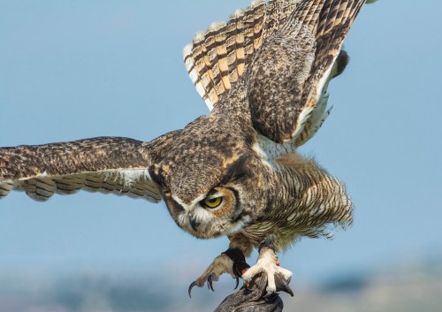 A close-up of a great horned owl in flight, wings spread wide, poised to land on a branch.