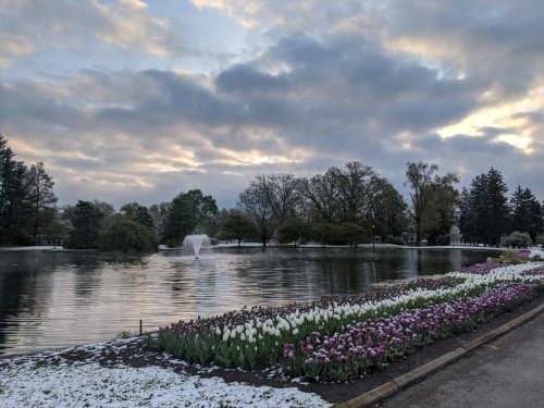 A serene park scene with a pond, fountain, and colorful tulip flowers, under a cloudy sky with a hint of snow.