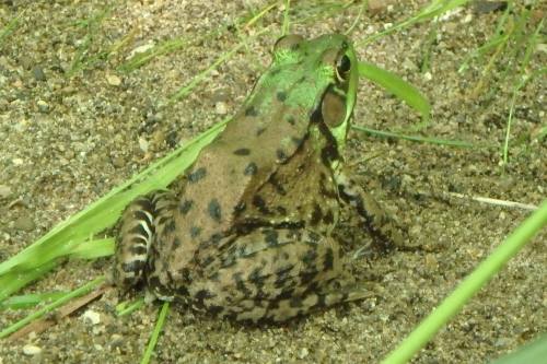 A green and brown frog with dark spots sits on sandy ground surrounded by grass.