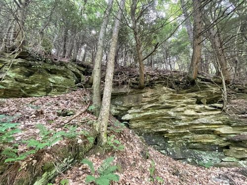 A rocky outcrop surrounded by trees and ferns in a lush forest setting.