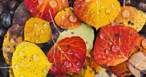Colorful autumn leaves in red, yellow, and orange, covered in droplets of water on a dark surface.