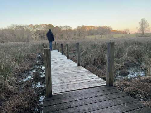 A person walks along a wooden boardwalk through a marshy area at sunset, surrounded by tall grasses and trees.