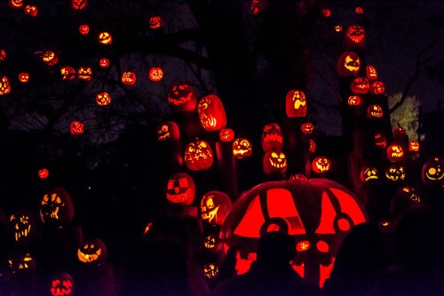 A dark scene filled with intricately carved glowing jack-o'-lanterns hanging from trees, creating a spooky Halloween atmosphere.