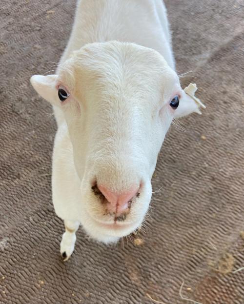 A close-up of a white goat's face, looking directly at the camera with a curious expression.