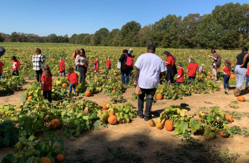 A group of children and adults in red shirts exploring a pumpkin patch on a sunny day.