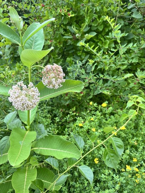 A green plant with large leaves and clusters of small white flowers, surrounded by lush greenery and yellow blooms.