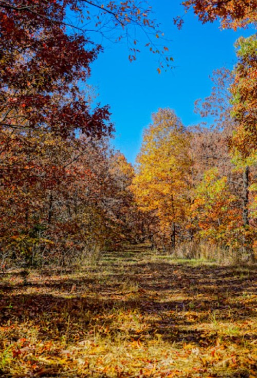 A serene forest path lined with vibrant autumn trees under a clear blue sky.