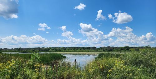 A serene wetland scene with lush greenery, tall grasses, and a bright blue sky filled with fluffy white clouds.