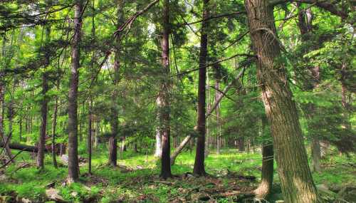 Lush green forest with tall trees, sunlight filtering through the leaves, and fallen logs on the forest floor.