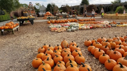 A pumpkin patch with various pumpkins arranged on the ground, surrounded by hay bales and autumn decorations.