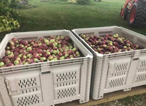 Two large bins filled with a variety of red and green apples, set outdoors with a tractor in the background.