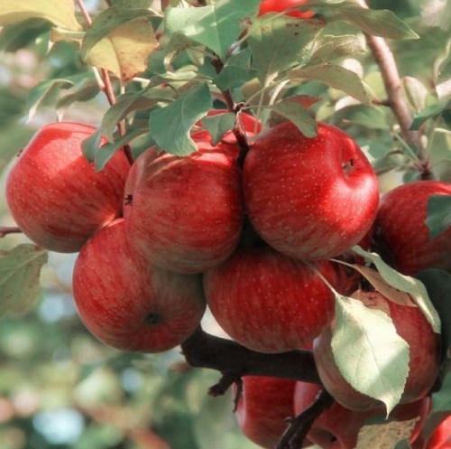 A close-up of a cluster of red apples hanging from a tree branch, surrounded by green leaves.