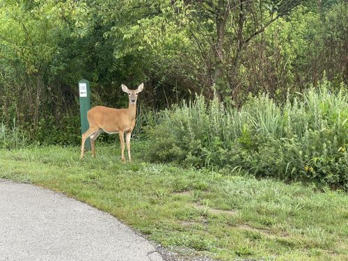 A deer stands near a path, surrounded by lush greenery and bushes, with trees in the background.
