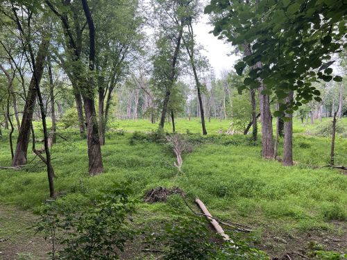 Lush green forest with tall trees and a grassy undergrowth, creating a serene natural landscape.