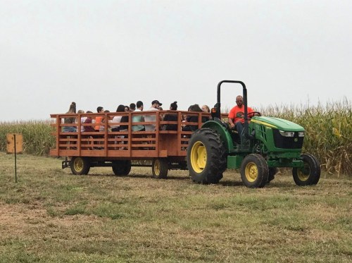 A tractor pulls a wooden wagon filled with people through a field, with tall corn plants in the background.