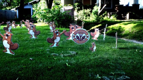 A grassy yard decorated with cartoon beaver cutouts and a sign for a festival, surrounded by trees and houses.