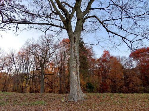 A tall, bare tree stands in front of colorful autumn foliage, with fallen leaves covering the ground.