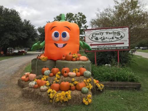 A large inflatable pumpkin character sits on hay bales surrounded by pumpkins and flowers at Curry Farms.