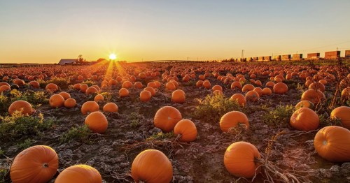 A pumpkin field at sunset, with numerous bright orange pumpkins scattered across the landscape.