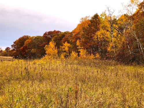 A scenic view of a field with tall grass and vibrant autumn trees in shades of yellow, orange, and red.
