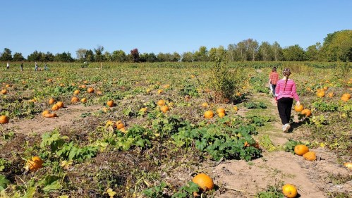 Two children walk through a pumpkin patch filled with orange pumpkins under a clear blue sky.