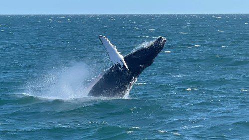 A humpback whale breaches the surface of the ocean, creating a splash against the blue water.